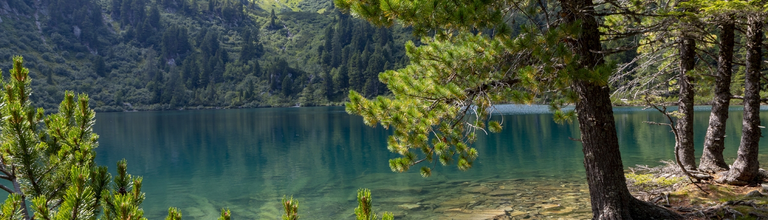 Foto vom Scheibelsee in Obertauern mit Zirbelkiefern am Ufer mit Blick auf den Berg Bösenstein