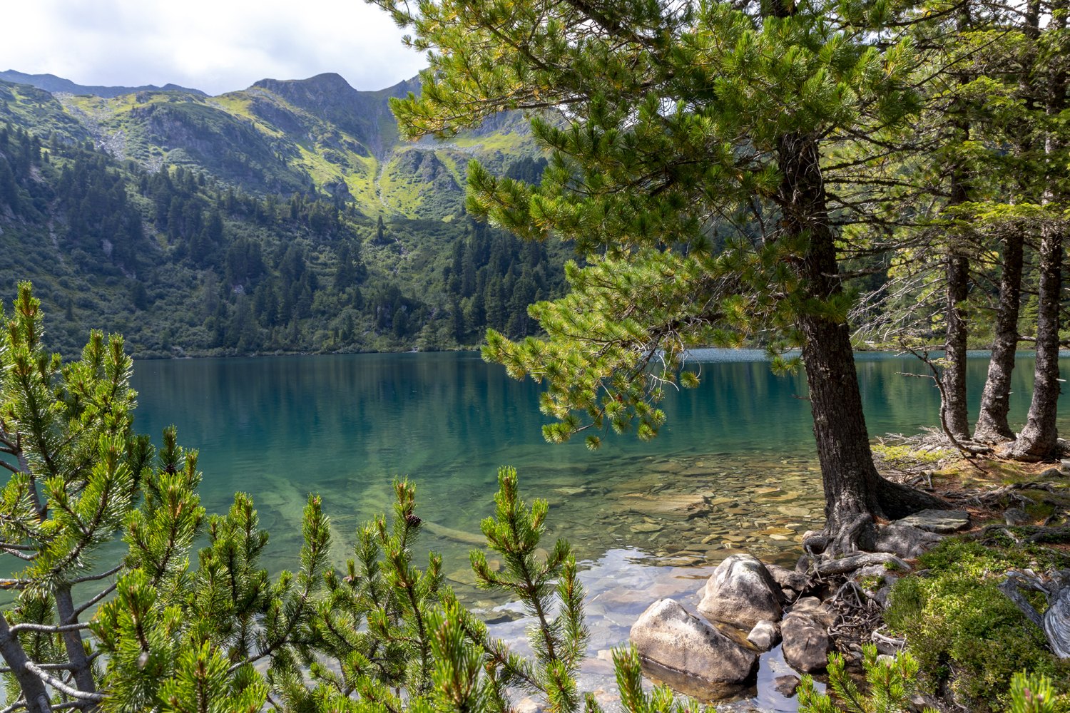 Foto vom Scheibelsee in Obertauern mit Zirbelkiefern am Ufer mit Blick auf den Berg Bösenstein