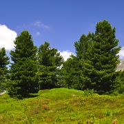 Zirbelkiefern in den Stubaier Alpen - Ötztal - hochalpine Berge in Tirol Österreich