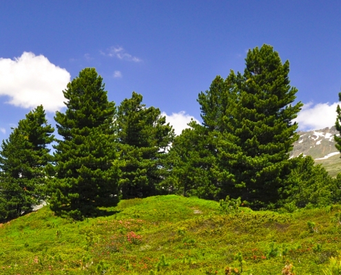 Zirbelkiefern in den Stubaier Alpen - Ötztal - hochalpine Berge in Tirol Österreich