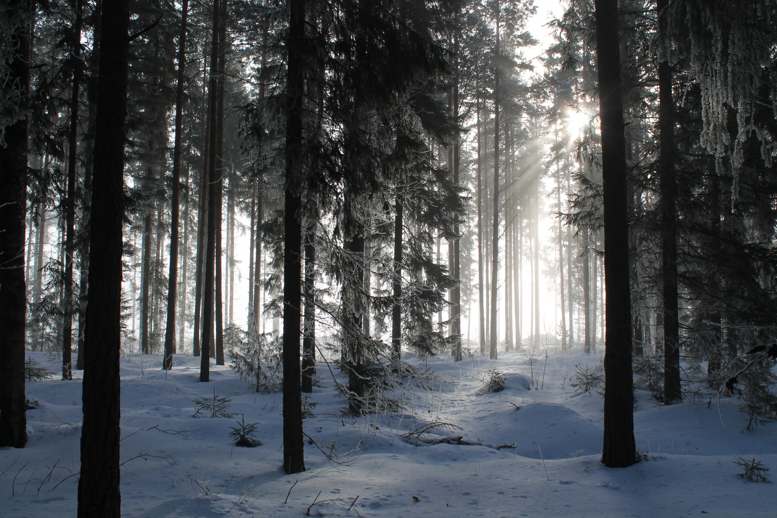 Winterwald - die beste Zeit Mondholz für Möbel und Bauen zu gewinnen, ist bei abnehmenden Mond