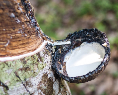 Bild zeigt Gewinnung von Naturkautschuk, einem wertvollen Bestandteil in ProNatura-Naturlatexmatratzen