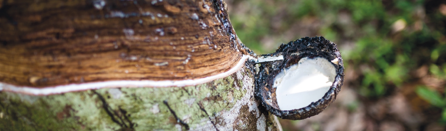 Naturkautschuk wird aus dem Kautschukbaum gewonnen