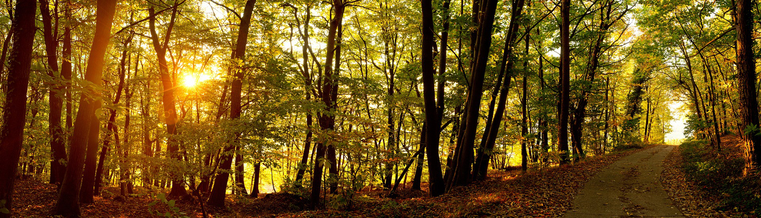 Waldweg bei Sonnenaufgang